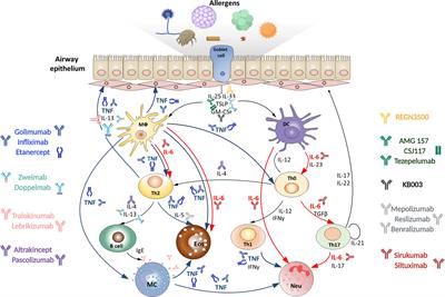 Novel Anti-Cytokine Strategies for Prevention and Treatment of Respiratory Allergic Diseases